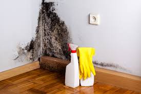 Mold Documentation for Insurance Claims in Plano, IL